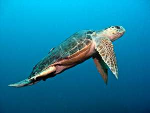 Головастая черепаха. Фото: http://www.oceanology.ru