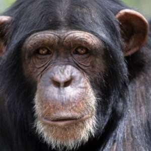 Опыты над шимпанзе отменяются. Фото: http://www.vokrugsveta.ru