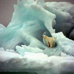 2012 год будет Годом Арктики. Фото: WWF 