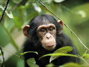 Шимпанзе. Фото: http://nationalgeographic.com/