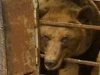 У Мособлдумы прошел пикет в защиту двух медведиц. Фото: http://www.pravda.ru
