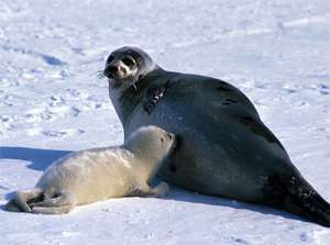 Гренландские тюлени. Фото: http://nr2.ru