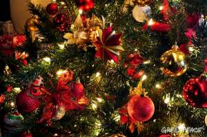 Ёлочный базар: как выбрать новогоднюю елку? Фото: Greenpeace