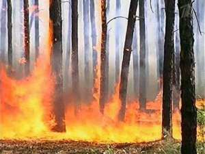 Лесные пожары. Фото: http://1tv.ru