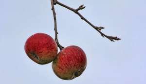 В Великобритании перед Новым годом созрели яблоки и ежевика. Фото: Голос России