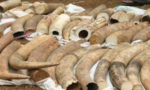 Объем крупной контрабанды слоновой кости в 2011 году в мире вырос вдвое. Фото: http://www.pattayadailynews.com