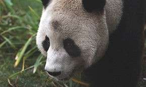 Не все панды вегетарианцы. Фото: Getty Images / http://www.mignews.com