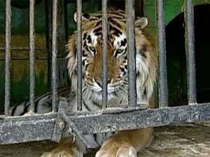 Тигр в зоопарке. Фото: http://1tv.ru