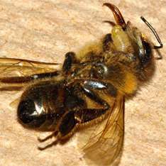Мухи-паразиты превращают пчел в зомби. Фото: http://www.utro.ru