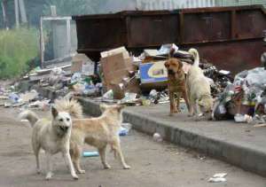 Бродячие собаки. Фото: http://tverigrad.ru