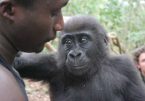 Девочку-гориллу только что спасли от габонского торговца дикими животными. (Фото skiprock10.)  