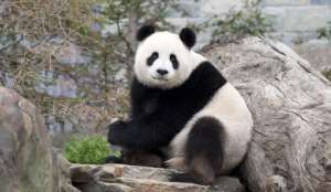 Во Францию из Китая доставлены две большие панды для зоопарка &quot;Боваль&quot;. Фото: http://rus.ruvr.ru