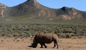 Браконьеры убили в ЮАР 448 носорогов, правительство ищет помощи у армии. Фото: http://rus.ruvr.ru