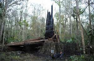 Во Флориде сгорел уникальный кипарис возрастом 3500 лет. Фото: http://www.ridus.ru