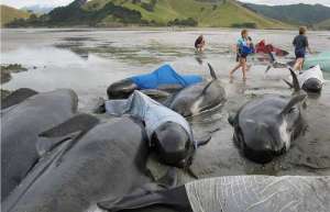 Дельфины на берегу. Фото: http://mainfun.ru/