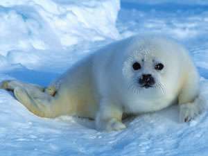 Тюлень. Фото: http://mammals.ru