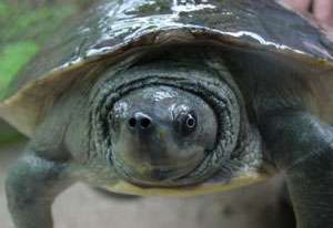 Черепаха батагур. Фото: http://fudz.ru