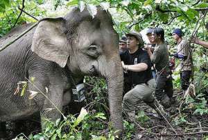 Ветеринары в Малайзии спасают брошенного в канаве слоненка-пигмея. Фото: http://neobychno.com