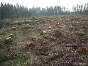 Волонтёры Гринпис добились пресечения лесных нарушений в Ленинградской области. Фото: Гринпис