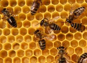 Пчелы. Фото: http://www.membrana.ru