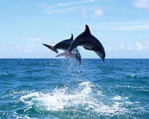 Дельфины. Фото: http://www.activeclub.com.ua