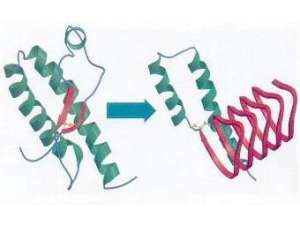 Нормальный (слева) и видоизмененный прионный белок. Изображение с сайта universe-review.ca