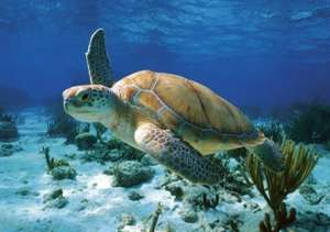 Морские черепахи. Фото: http://earthfirstnews.wordpress.com