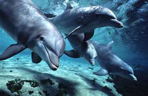 Дельфины. Фото: http://zverki.org