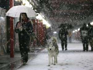 Снегопады в Японии. Фото: http://donbass.ua
