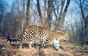 Дальнефосточный леопард. Фото: http://svprim.ru