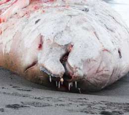 Редкий кит-клюворыл разбился о рифы во время шторма у острова Беринга. Фото: http://vostokmedia.com
