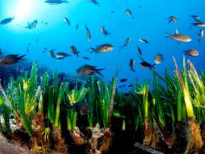 &quot;Рекордсменом&quot; признали водоросли вида Posidonia oceanica, распространенные в Средиземном море. Фото: http://www.plosone.org