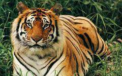 Бенгальский тигр. Фото: givotnie.com 