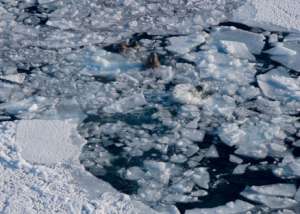 Таяние льдов в Арктике. Фото: http://strana.ru/