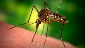 Малярийный комар. Фото: http://nnm.ru