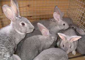 Шведские ученые предлагают перейти на крольчатину ради экологии. Фото: http://moyhutor.net