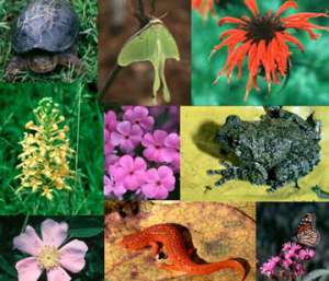 Биоразнообразие. Фото: http://www.afisha.open.by