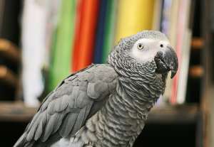 Серый попугай, или жако (фото zusty).