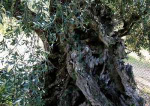 Дерево-долгожитель. Фото: http://italkom.kz