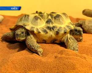 Живую двухголовую черепаху покажут в музее природы в Киеве. Фото: http://podrobnosti.ua