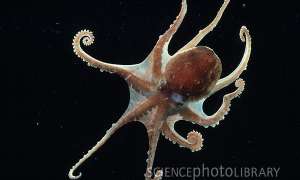 Антарктический осьминог Pareledone sp. редактирует наследственную информацию, записанную в геноме, чтобы его нейроны лучше работали в ледяной воде. Изображение с сайта www.sciencephoto.com. 