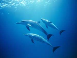 Дельфины. Фото: http://www.globallookpress.com/