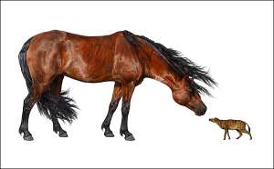 Sifrhippus sandrae (справа) в сравнении с современной лошадью породы морган (изображение Danielle Byerley, Florida Museum of Natural History).