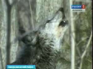 Волк. Фото: http://vesti.ru