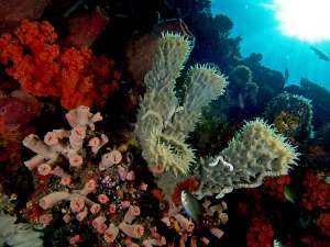 Трубчатые губки (в центре) в окружении кораллов (фото Nick Hobgood / Wikimedia).