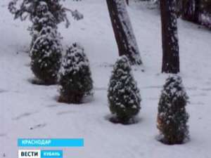 В краснодарском Городском саду высадят деревья из Европы. Фото: Вести.Ru