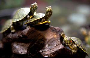 Красноухие черепахи. Фото: http://strana-sovetov.com