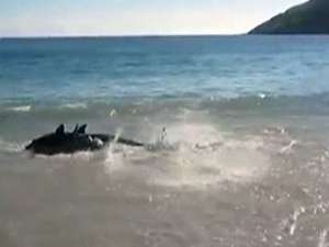 Туристы спасли от гибели стаю дельфинов. Фото: Вести.Ru