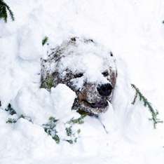 Проснувшиеся медведи возвестили весну. Фото AFP с сайта http://www.utro.ru