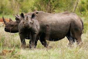 Носороги в Индии. Фото: http://fototelegraf.ru